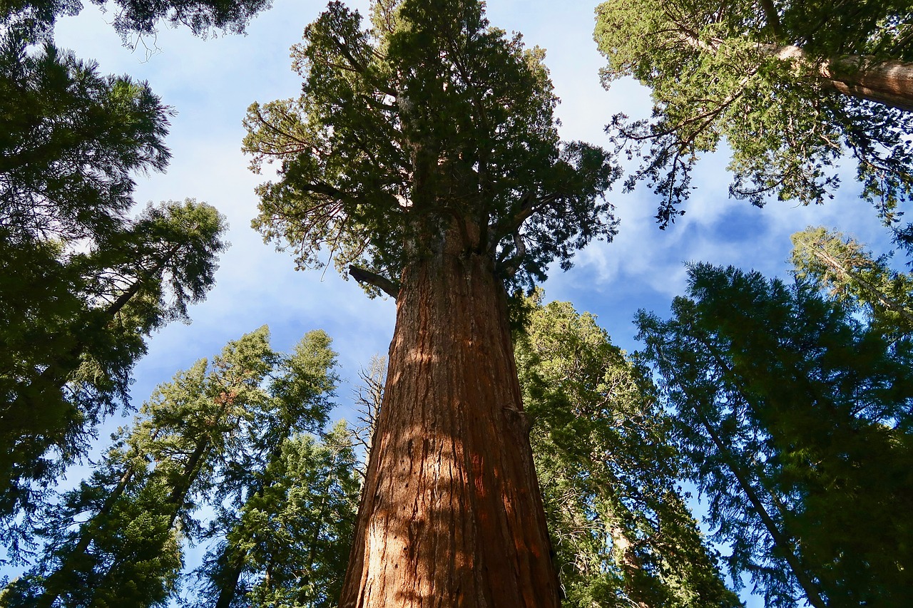 sequoia, giant sequoia, sequoia national park